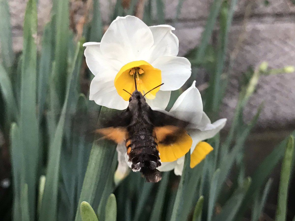 Apricot Leaf 毛虫は ゼラニウム カリオぺ レッドスプラッシュの花を食べているみたいですが 放置しましたw 成虫で越冬するトンボ ホソミオツネントンボ いた 吸蜜する クロホウジャク たぶん 今日も一日ずっとツユムシはセリの葉に紛れて