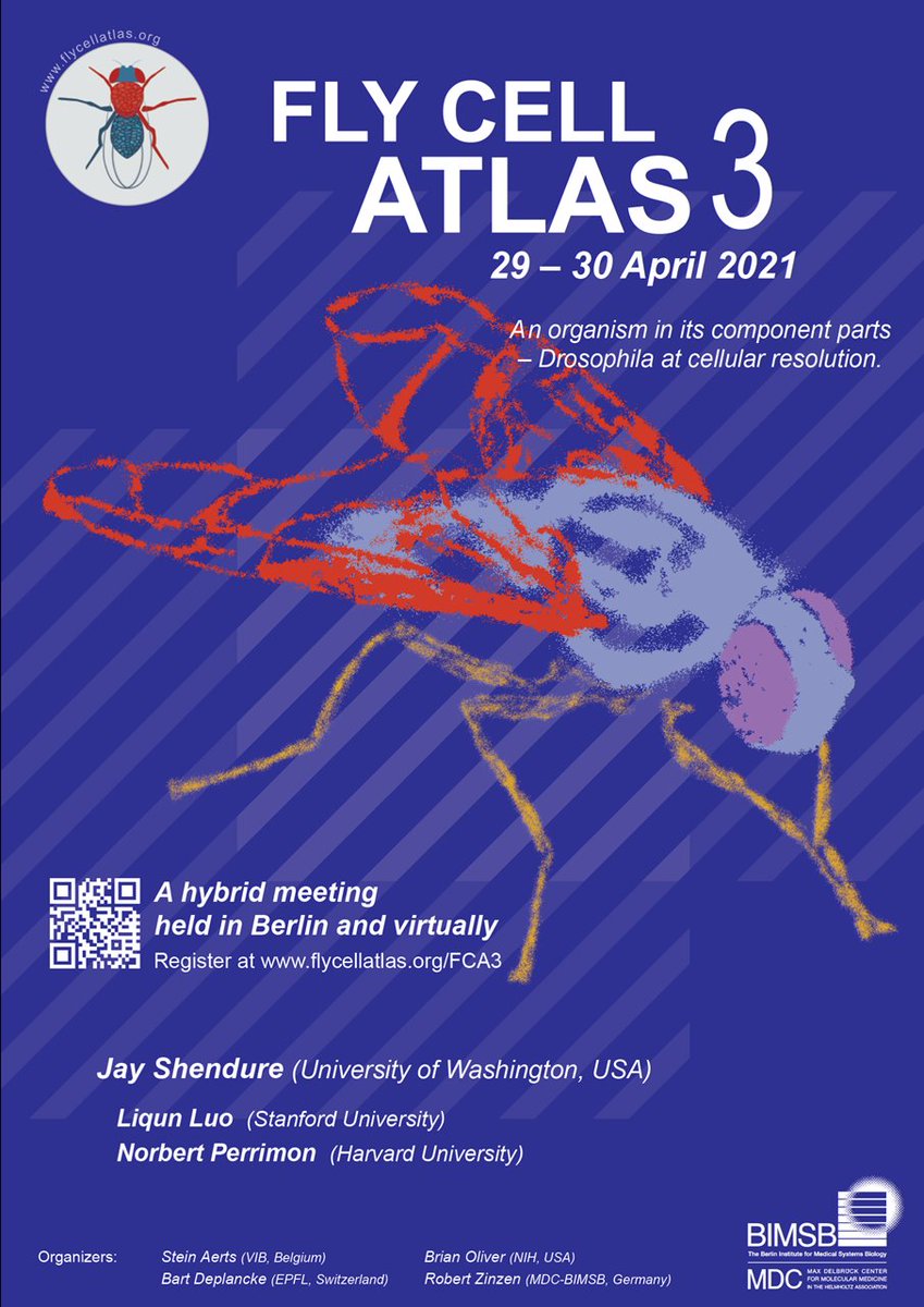Fly Cell Atlas 3rd meeting will be helt at <a href="/BIMSB_MDC/">MDC-BIMSB</a> on 29-30 April 2021 - expecting the latest advances in Drosophila single-cell omics ! Register and submit your abstract here flycellatlas.org/fca3 or visit flycellatlas.org