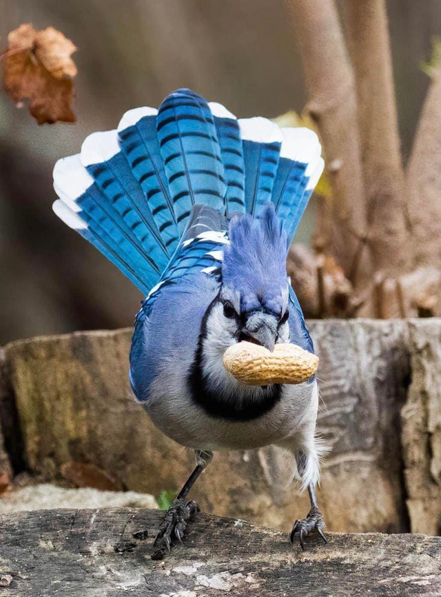 imgnaturaleza's tweet photo. Mira este arrendajo azul!! 🐦🐦 https://t.co/8ur46HwiaS