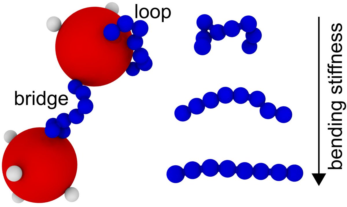 drmphoward's tweet photo. Design of molecular properties like flexibility can enhance our control over linked colloid assemblies. Great work by undergraduate student Adithya Sreenivasan is up on arXiv! https://t.co/4sJVAHsy1G https://t.co/TMkg8p3HEX