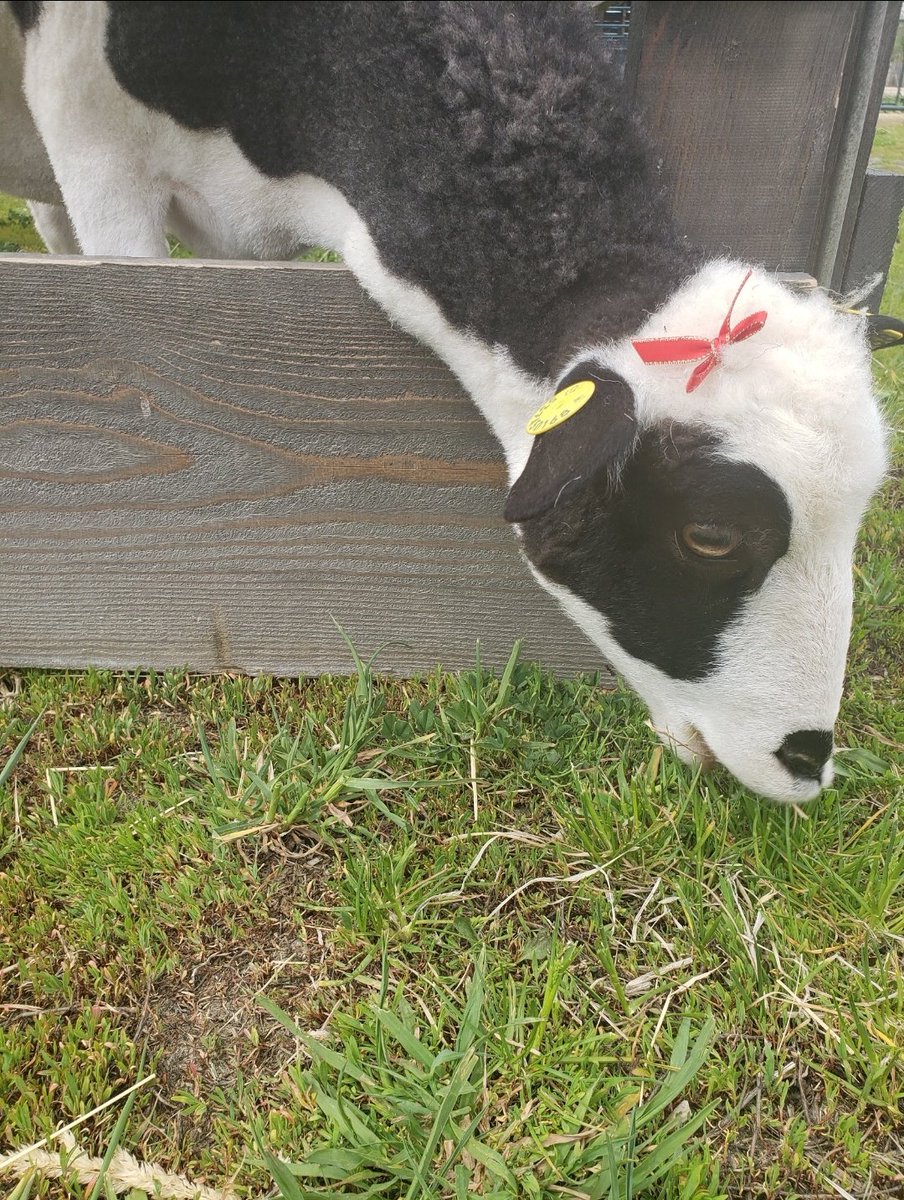 4) her name is panda 