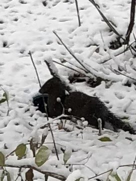 Students in grade 6 ⁦<a href="/HetheringtonPS/">Hetherington School</a>⁩ are getting their kilometres in for our Walk A Day in My Shoes Challenge and enjoying the first snowfall of the season at the same time.  Some students saw a deer and what looks to be an otter.  We also discovered evidence of beaver!