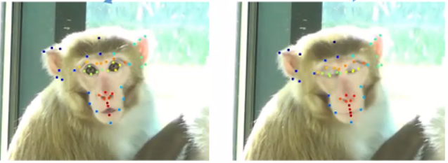 PsgbStudent's tweet photo. These images shows how by tracking distances between different markers of a macaque face we could classify their facial expression #psgb2020 https://t.co/eaiCU9KUiw