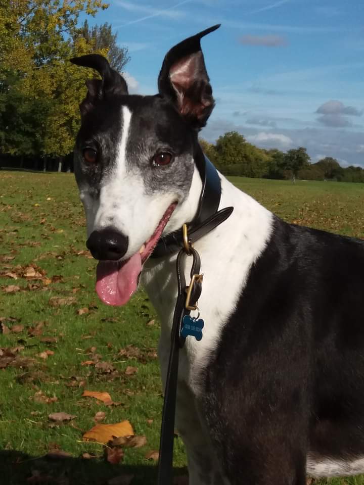 HaloGreyhound's tweet photo. @jsopercook Cheer up. Here's Halo sending you his smile &amp; love ❤ https://t.co/T6L5Ude60J