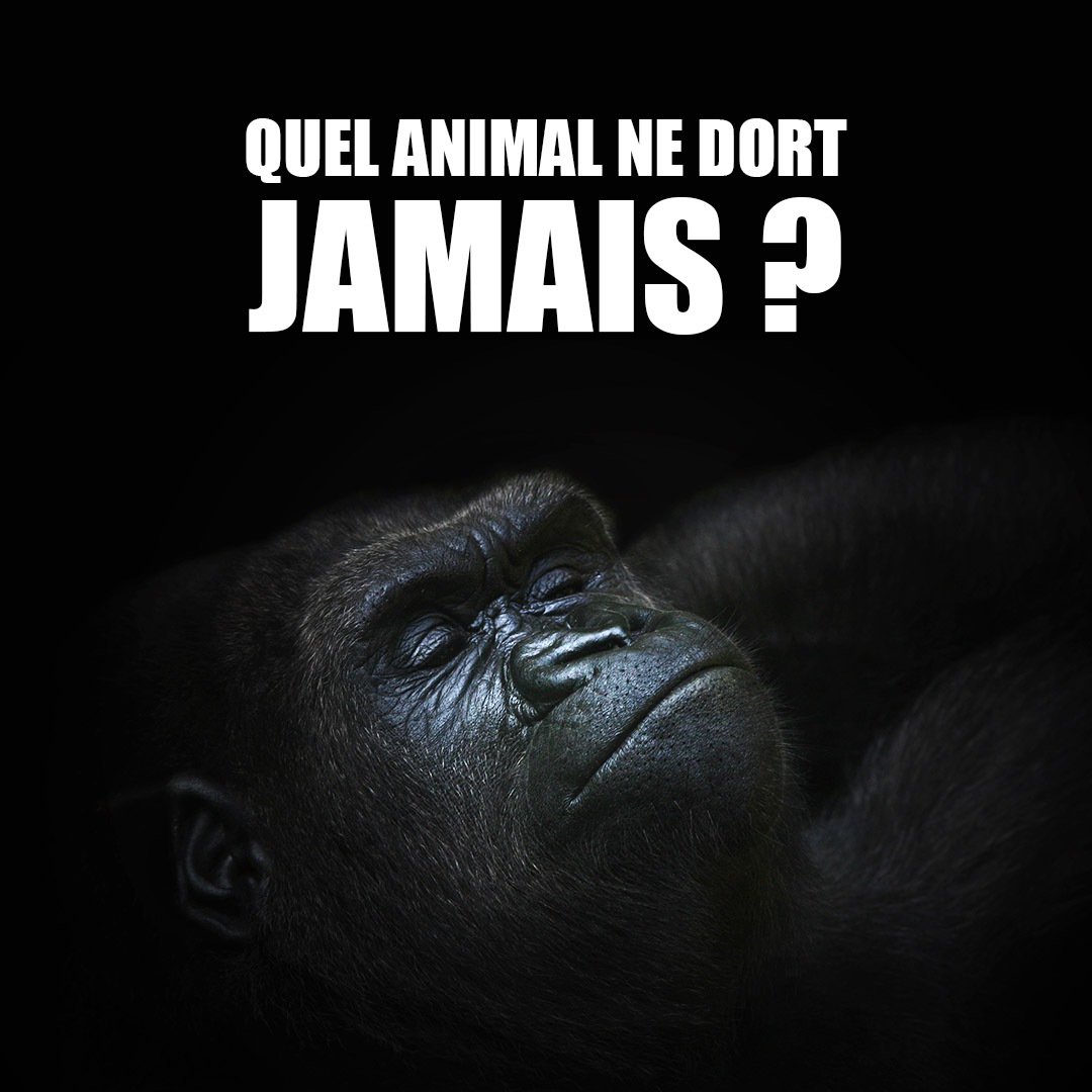 StringTheoryFR's tweet photo. QUIZZ 🤓
D'après vous, quel animal ne dort jamais ? 💤
⤵️ On attend vos réponses en commentaire 👀

#StringTheory #Quizz #Discover #Fact #Faits #Sleep #Scientique #Scienceiscool #animal #animalslovers #nature #naturelovers https://t.co/VeDcX3W8xZ