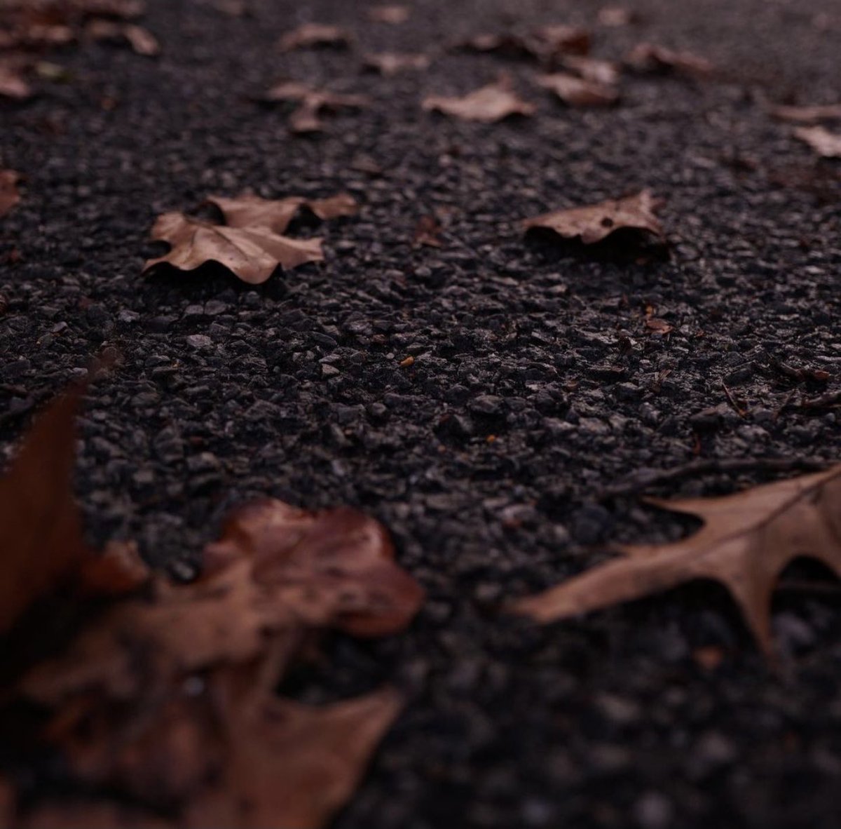 toocleanprod's tweet photo. Some fall photos 
Shot by: @cameramanced 
Sony a7RII
Sigma 18-35 ART https://t.co/ce3uAh8NY0
