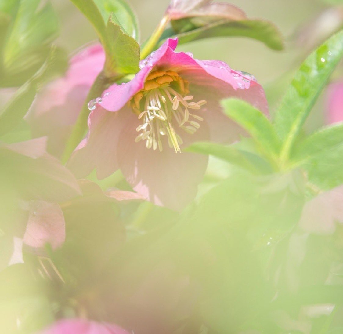 تويتر مشاهدة تغريدة Momochy في ١ ديسمبر ٢٠٢٠ على Twitter