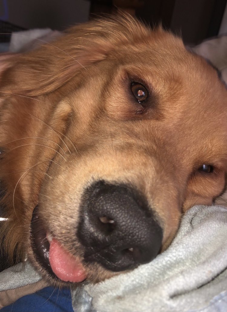 Randievans7's tweet photo. Update on Dallas: he’s a year old now, still a mama’s boy, and is 76 pounds💙 

Yes, he walks me more than I walk him but it’s fine 😂 https://t.co/WSZCniMds7