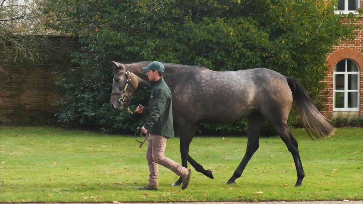 MurfittRussell's tweet photo. New addition to Pantile 🐎 https://t.co/LwFK8gjeDD