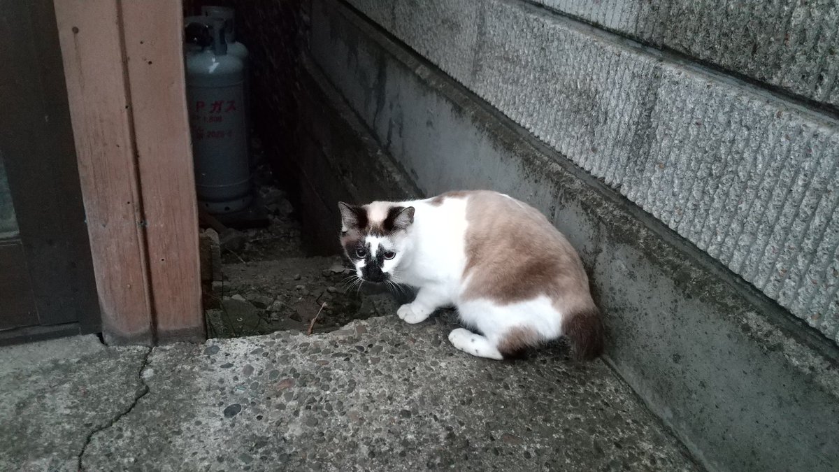 尻尾の短い猫 尻尾の短い猫