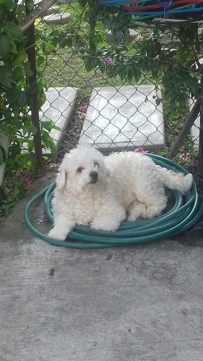 mora_chivo's tweet photo. Mi #JuniorPelucho 🐶 https://t.co/3DToKahlHc