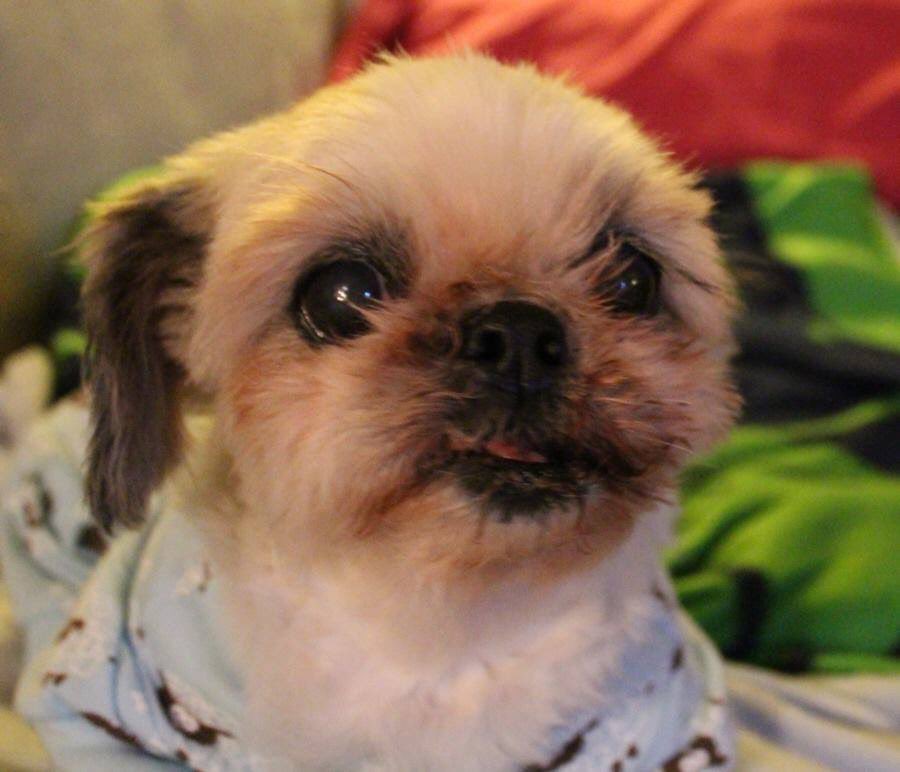 Today’s Giving Tuesday! Help us reach our goal! Donations allow us to rescue sweethearts like Ginny, found so neglected, but with our help, healed with plenty of love!

Donate here: bit.ly/SGA-GT2020 #GivingTuesday2020 #rescuedog