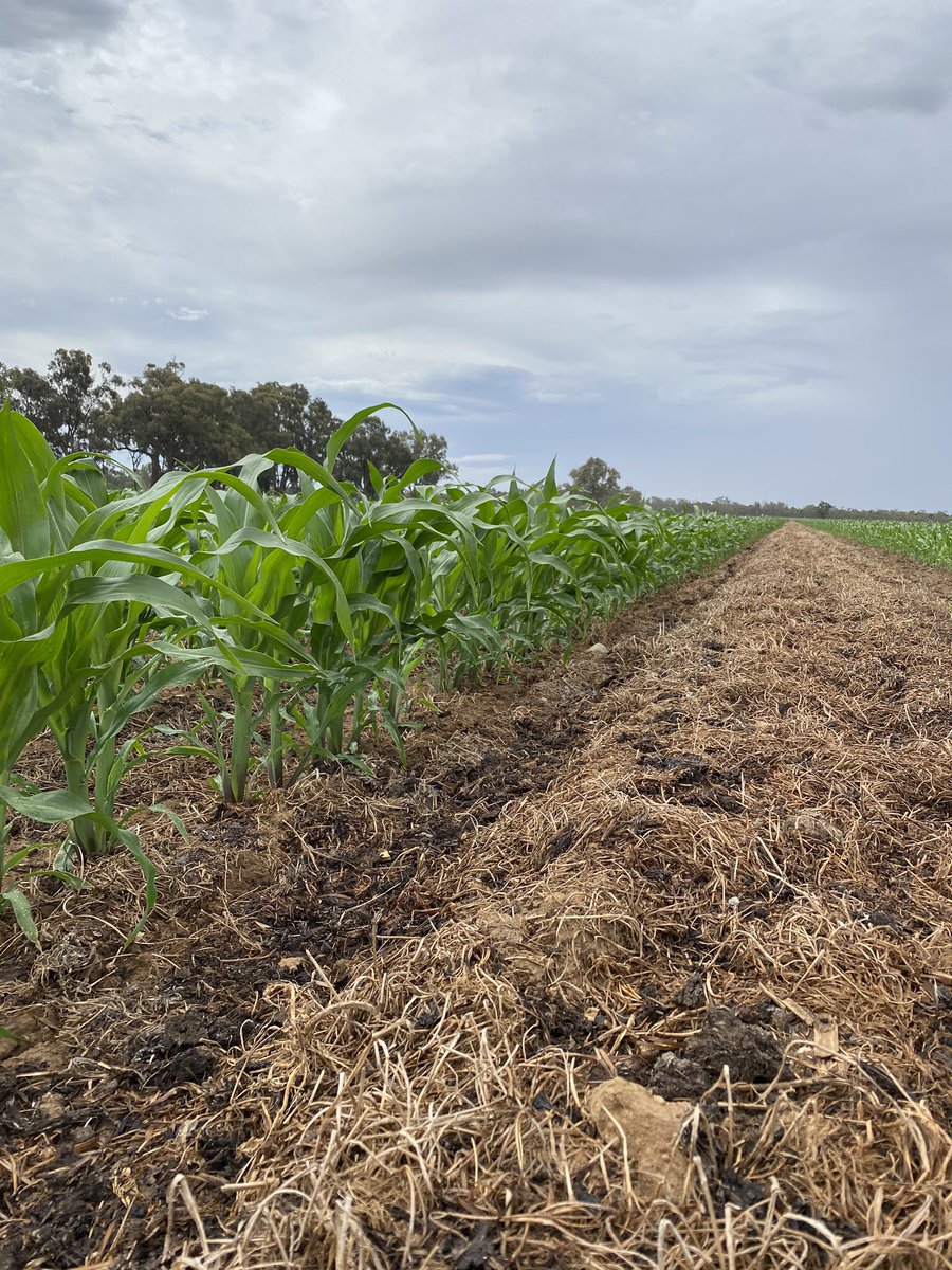 Ash_Weldon's tweet photo. Pioneer 1315IT sown 23/10 into strip-till rows. 7 days post Lightning application for barnyard grass control. Crops growing well apart from some signs of K deficiency despite soil tests showing available K 410mg/kg and pig manure applied. @pioneerseedsau @TfLovell @agnovatech https://t.co/ftHhaoHeal