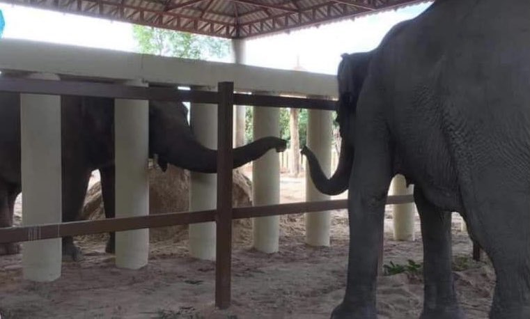 ilatif's tweet photo. One #horny elephant π #Kaavan is.
#Kaavan, his first step on #Cambodiaβ land. He is happy to hangout mingle, inclined to make waves. Inπ°πhis new home he gives rise to hope to an endangered species of #Asianelephants_Pachyderms
to which he belongs, species only exist in π°π https://t.co/X9JqUrugnT