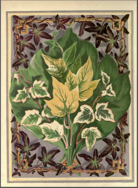 BotanyRNG's tweet photo. #AdventBotany is back! Day 1 - Hedera helix - Ivy.
25 days of advent plants in #COVID19 year. I'm taking 25 previous plants and reworking the blogs. Do drop me a PM or email if you are in the mood to contribute. Think #upcycle!
https://t.co/WgokYVd5Si https://t.co/SLgU15A11Z