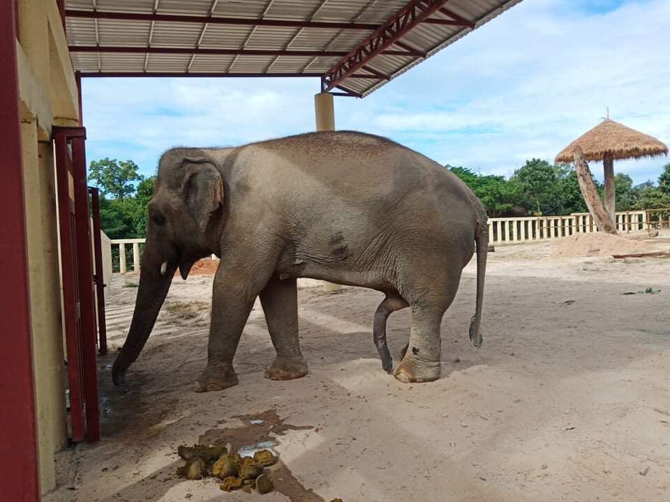 ilatif's tweet photo. The way #Kaavan is showing his zeal towards his #carnal_predispositions it seems to be the beginning of a #vigorous_libidinal_life with great encounters with his newfound #playmates for another 36 years and hopefully, he will add fantastically to the #gene_pool. https://t.co/kubbz7oEJT