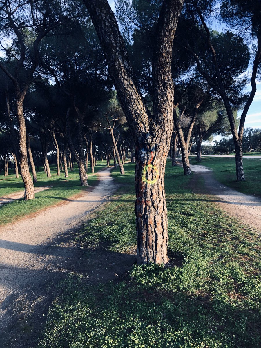 n_barranco's tweet photo. #BodegónRunner en El Bosque de la Casa de Campo de Madrid. La bici de ha quedado atada con todas las pertenencias mientras hacía el 4.000 del Cross Canguro Virtual. 🦘 https://t.co/pG1GiJiEkJ