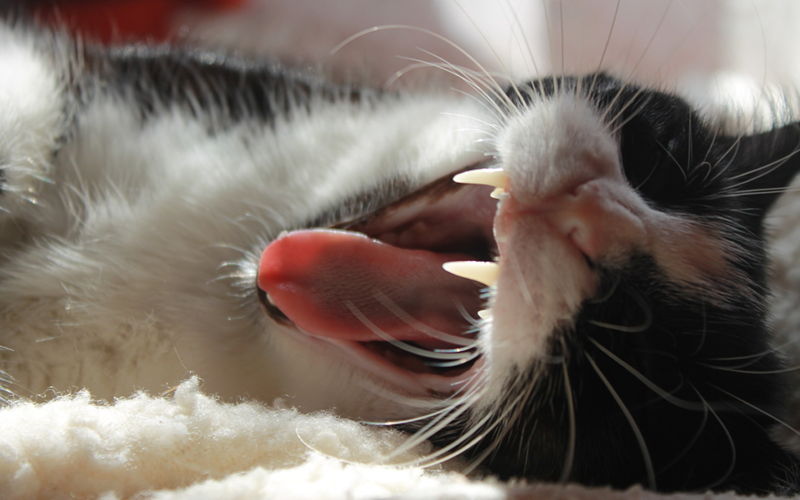 Кошка без зубов. Кальцивироз (эозинофильная гранулема).