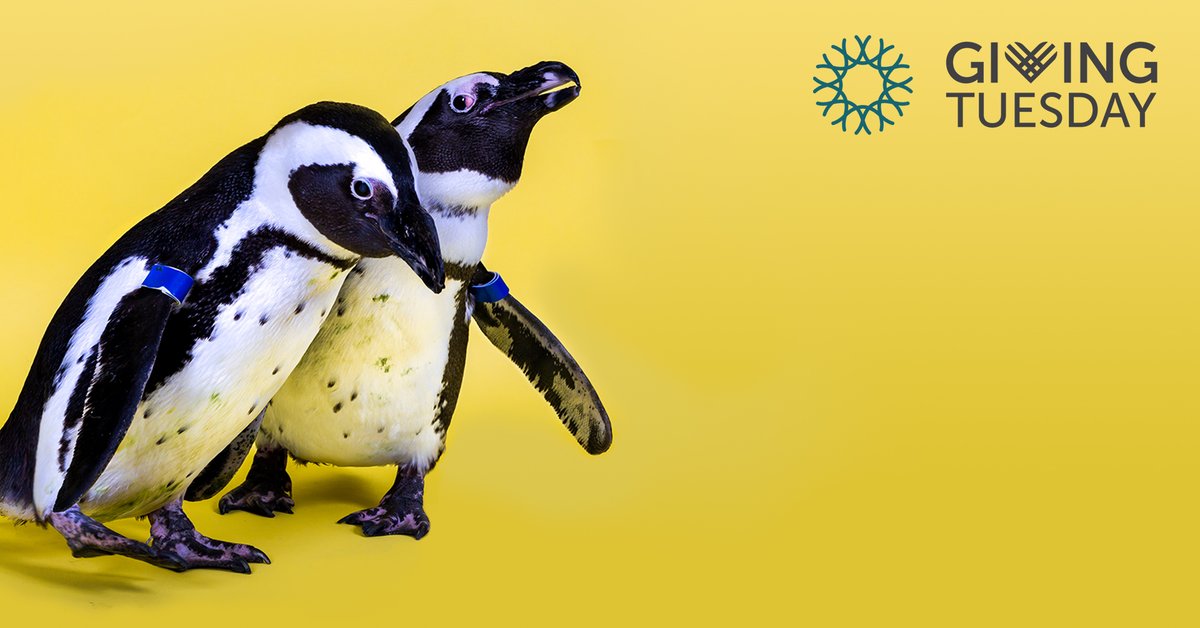 For #GivingTuesday , we're working to raise $9K—the cost of feeding our Species Survival Plan colony of African penguins for 100 days. (A huge help as we face our 2nd closure.) If you're able to give, it goes 3x further today on FB bit.ly/2VquBKq. Thank you, humans! 🐟❤️