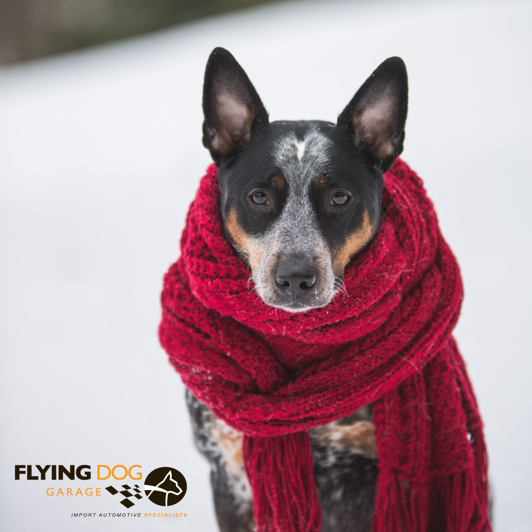 Bundle up, it's the first day of December!

#FlyingDogGarage #MichiganWinter #December #December2020