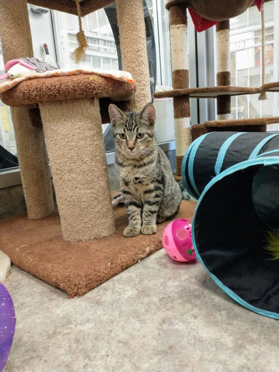 Happy Tails Pet Sanctuary tweet media