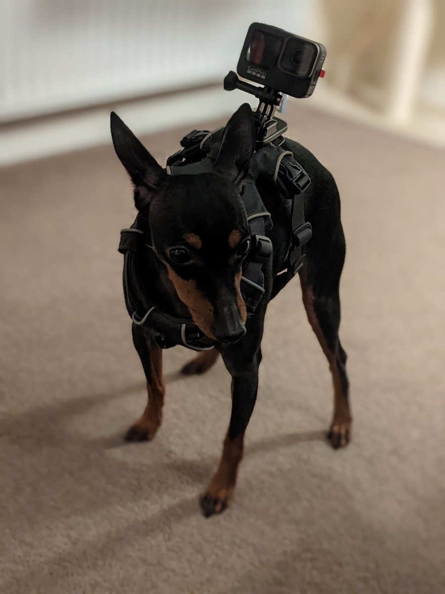_mjlomax's tweet photo. Tactical Nezza 🐾🎖��� https://t.co/hJvmaJBGSt