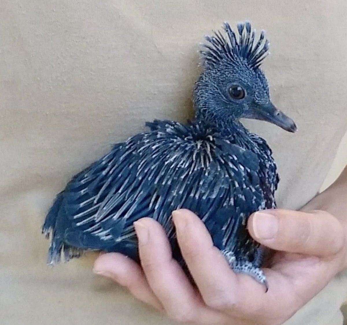 I knew about fancy domestic pigeons, but I didn't realize there were so many stunningly beautiful wild pigeons, too.This is the Victoria crowned pigeon. When it's born, it looks like a muppet that fell into a blueberry pie, but it eventually matures into an imperial majesty