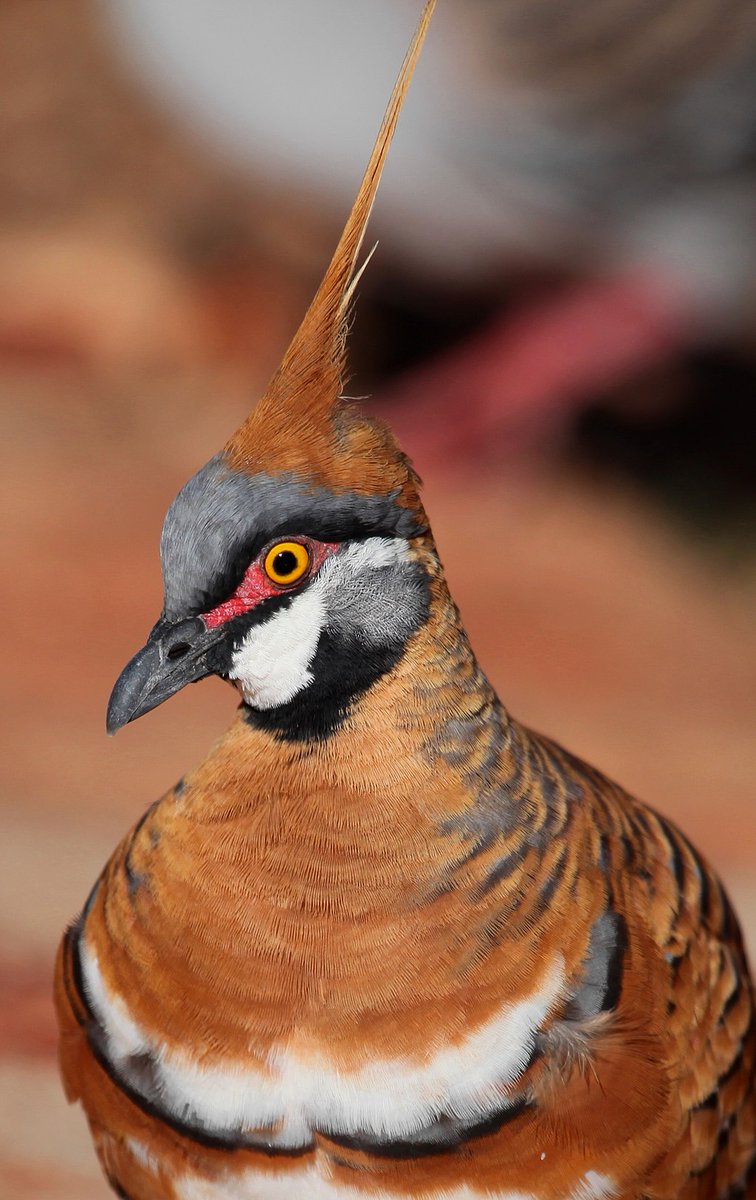 The spinifex pigeon has evolved sandy plumage for camouflage in dry grassy habitat and an extra long head antenna for a stronger WiFi connection