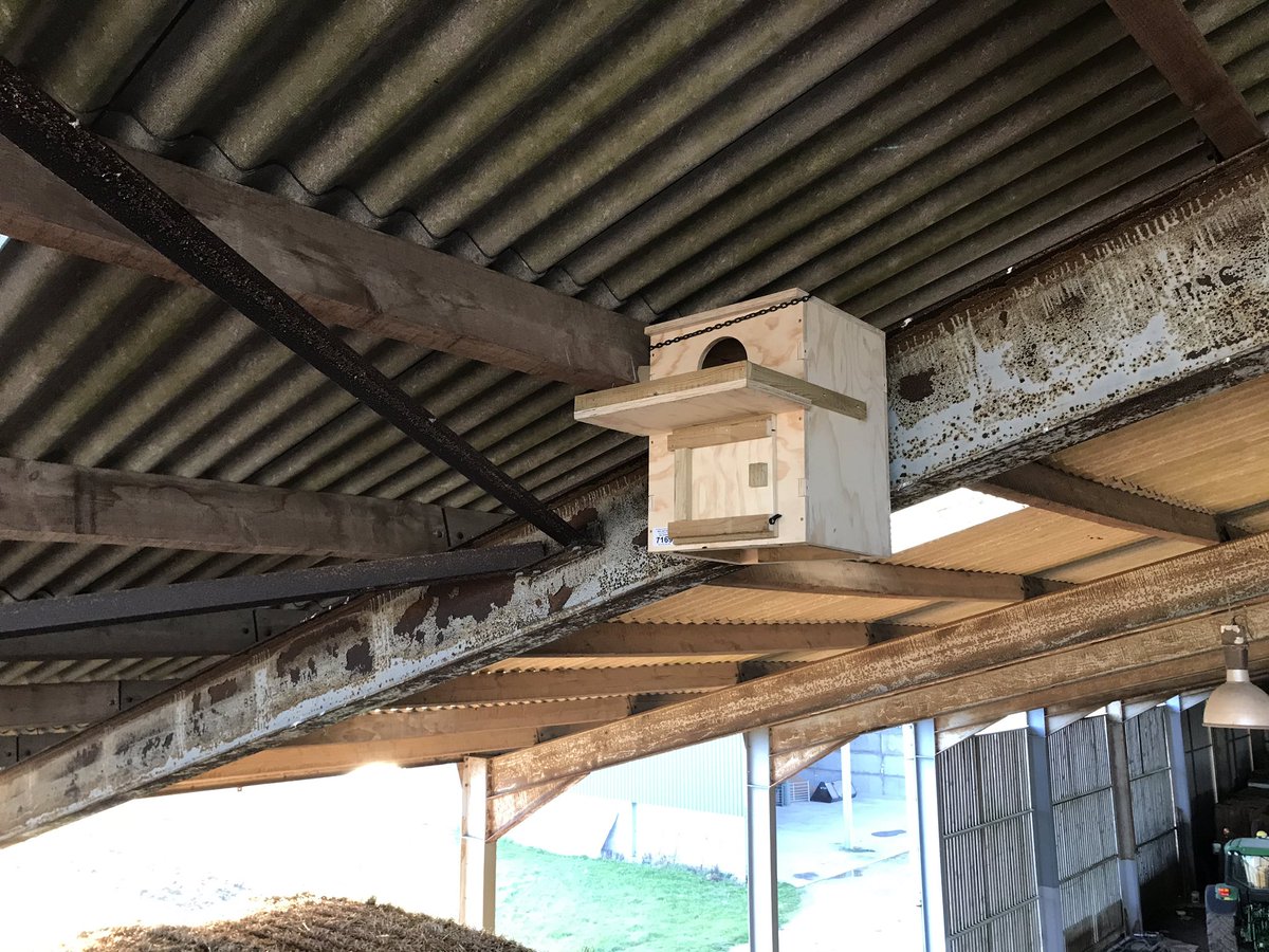 New indoor barn owl box from <a href="/BarnOwlCentre/">Barn Owl Centre🦉</a> now up. Our resident owls have already shown an interest... fingers crossed. Thank you <a href="/BarnOwlCentre/">Barn Owl Centre🦉</a> for the fantastic box