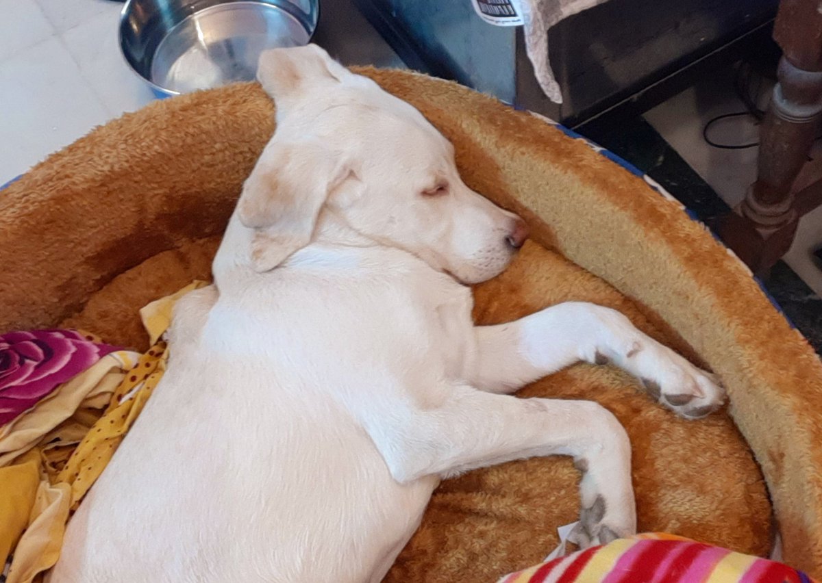 TheDogMother_'s tweet photo. Went to Mehndipur Balaji in the morning to pray for Buddy and all Voiceless 🙌🙌
Got Buddy home tonight as he was scared and stressed at hospital.
He is calm and safe. Pain has decreased and he is eating well.
Keep sending him your blessings 🙏 https://t.co/FgFj5C29B8