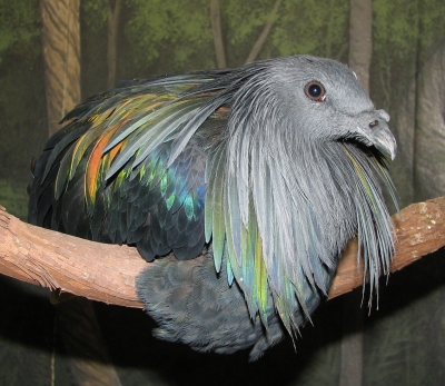 The Nicobar pigeon is what happens when a vulture, a rainbow, and an emo LiveJournal are permanently fused during a teleportation accident