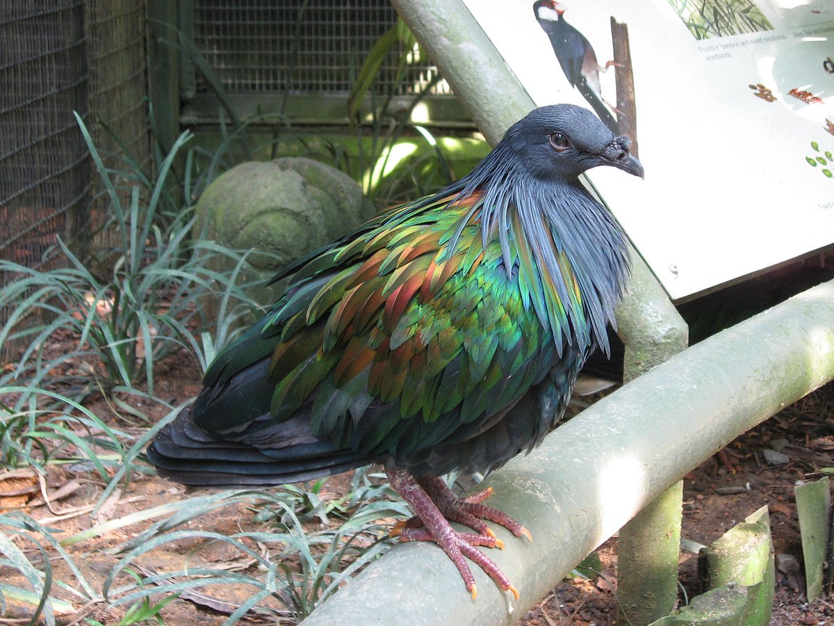 The Nicobar pigeon is what happens when a vulture, a rainbow, and an emo LiveJournal are permanently fused during a teleportation accident