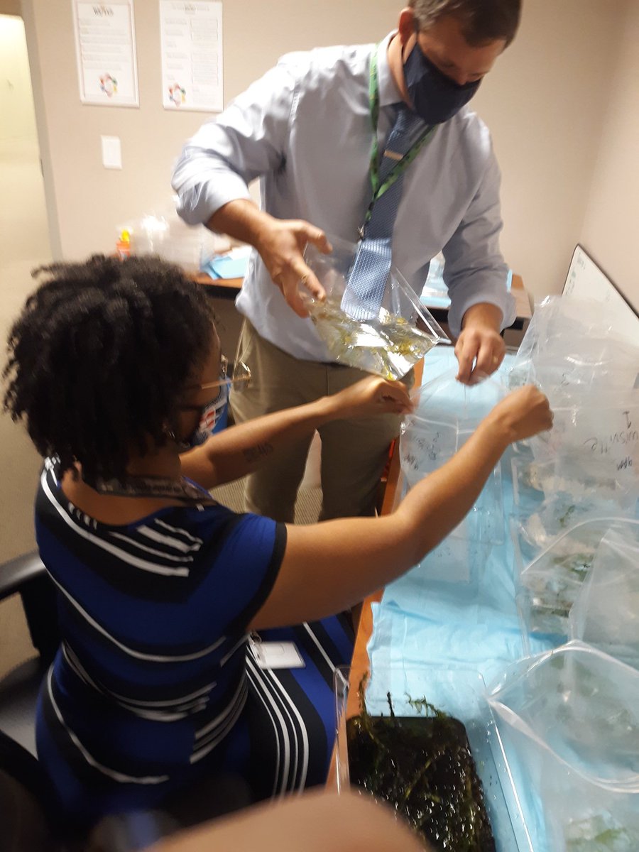 SciCoachOv's tweet photo. @hotpottsscience & I packed up living organism for our drive-through pickup this week. Teacher will use these materials as demonstration lessons for their students learning remotely.
#Sci5L2 #STC #ecosystems #WeDoScienceWell @CarolinaBio @WSFCS_Science https://t.co/7UDXw9EEYB