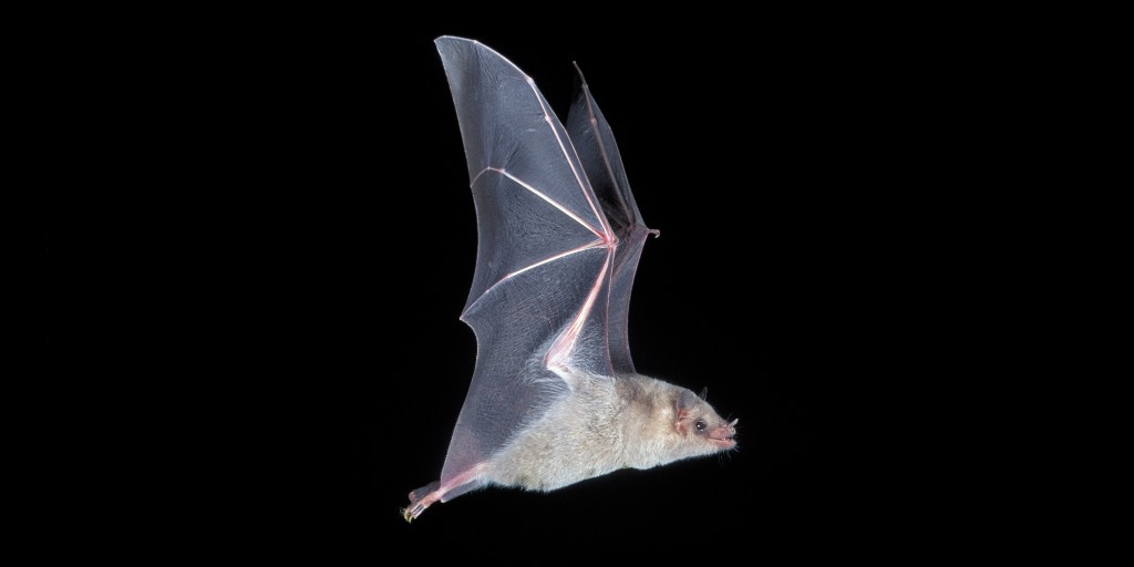 Give today! The globally endangered Mexican long-nosed bat needs your help! If their only mating roost is made uninhabitable, it will be catastrophic for this nectar-feeding bat species. Join our effort to #SavetheCaveSavetheBats ➡️ bit.ly/3fvtNx5
#GivingTuesday
