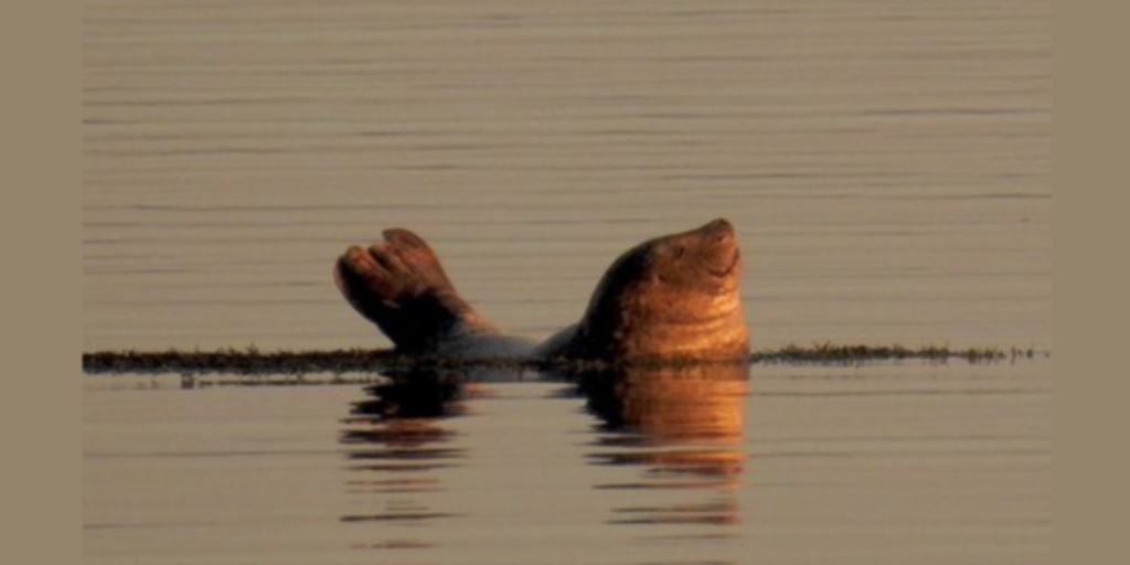 HumaneEducation's tweet image. #Species are becoming #extinct at an alarming rate, but  it doesn&apos;t have to be this way. #HumaneEducators #teach about how we can restore #ecosystems &amp;amp; solve problems. Learn more at HumaneEducation.org #teaching #students #environment #EnvironmentalEducation #nature #planet