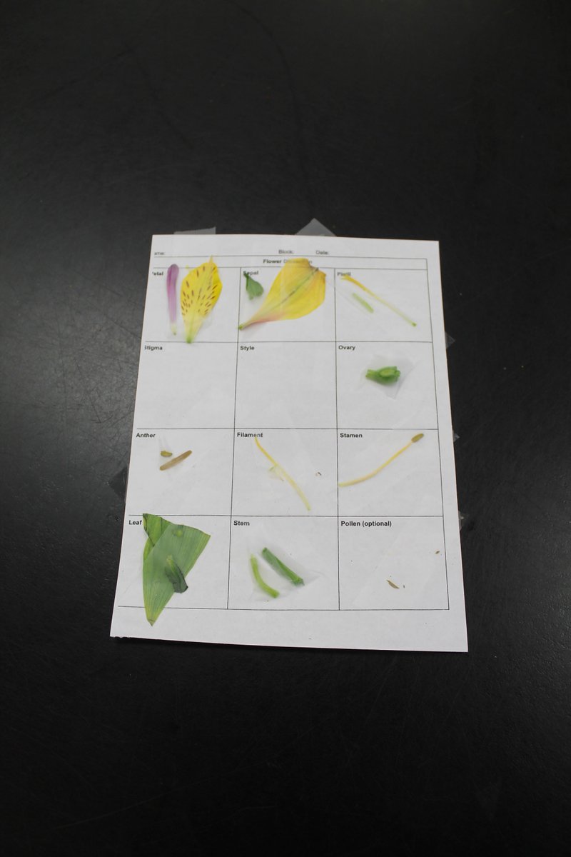 MarvinRidgeMSNC's tweet photo. Ms. Schmoecker's science classes brought learning to life today when they dissected and identified the parts of a flower.  A  million thanks to Trader Joe's-Charlotte,NC for their generous flower donation to make it all possible!  @ucpsnc @aghoulihan https://t.co/q2KKwXv6Zs