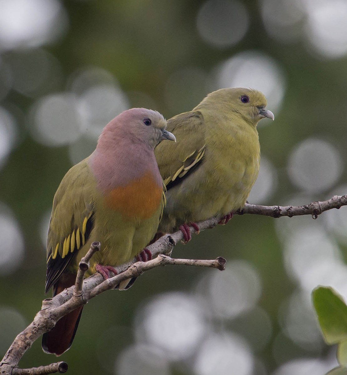 The pink-necked green pigeon, which surely deserves a more poetic name, looks like it flew straight out of a pastel artist's daydream. The pastel pigeon?