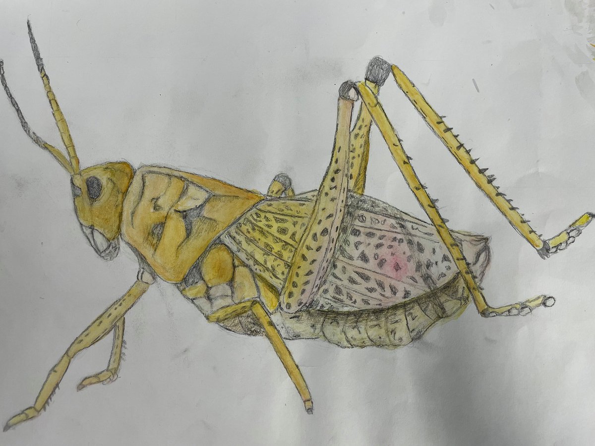 CreativeBaines's tweet photo. Year 9 have been creating wonderful art pieces based on insects. They have developed their painting skills and have also experimented with pointillism techniques. It's been a pleasure to see the pride pupils have in their own work and achievements. https://t.co/3aDIFB9Zf9
