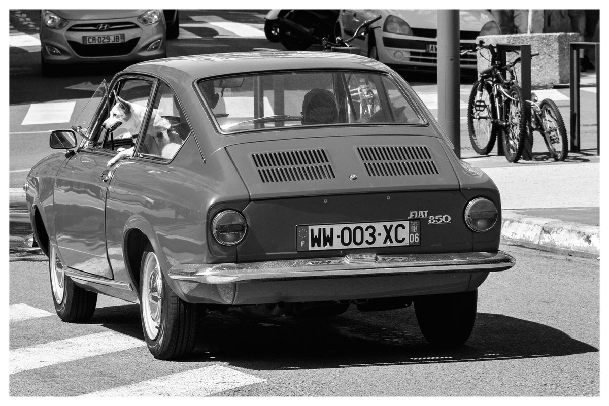 Dog driver #street #noiretblancphotography #blackandwhitephotography #streetmoment