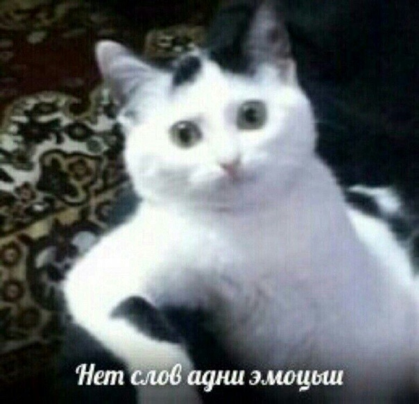 Этот ваш твиттер отписал меня от Игоря саджели..