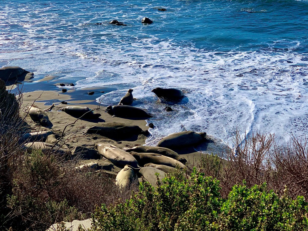 CA_king_tides's tweet photo. Join @CAStateParks @WadeCrowfoot @aguamando, interpreters from eight coastal parks, and us, for "Getting Wise to Sea Level Rise with California State Parks"! Dec. 14, 8:30-10:30am. Watch on Facebook, or classrooms can watch via zoom webinar. https://t.co/V0ZWZ8MM0S #KingTides https://t.co/gV6GuEfHyc