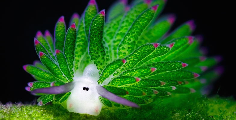 Vulpes_No9's tweet photo. Leaf Sheep이라는 이 동물 너무 귀엽다...일본 연안에서 발견된 민달팽이의 일종인데, 광합성을 하는 몇 안되는 동물중 하나로 알려져 있다고... https://t.co/1Fxl45XgbE