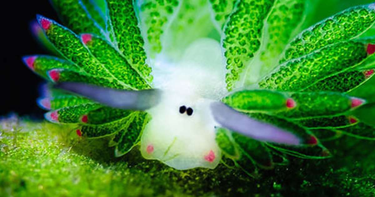 Vulpes_No9's tweet photo. Leaf Sheep이라는 이 동물 너무 귀엽다...일본 연안에서 발견된 민달팽이의 일종인데, 광합성을 하는 몇 안되는 동물중 하나로 알려져 있다고... https://t.co/1Fxl45XgbE