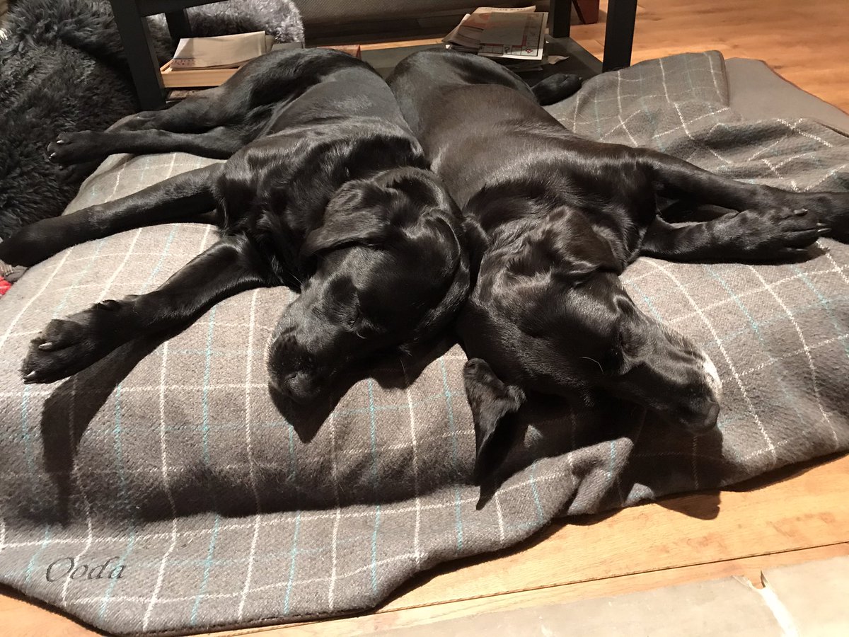 KingsgateDogDog's tweet photo. How gorgeous 🐾🐾 @IvyandDuke #HomeIsWhereTheHearthIs https://t.co/7eVm5f4Ebt