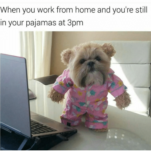 beattheboss4's tweet photo. The work from home dress code 😂🐶

Relieve some of your work stress with Beat the Boss!! 👊
https://t.co/6JQ1E4MMfO

#beattheboss #stressrelief #game #mobile #memes https://t.co/I07qsWx2Bq