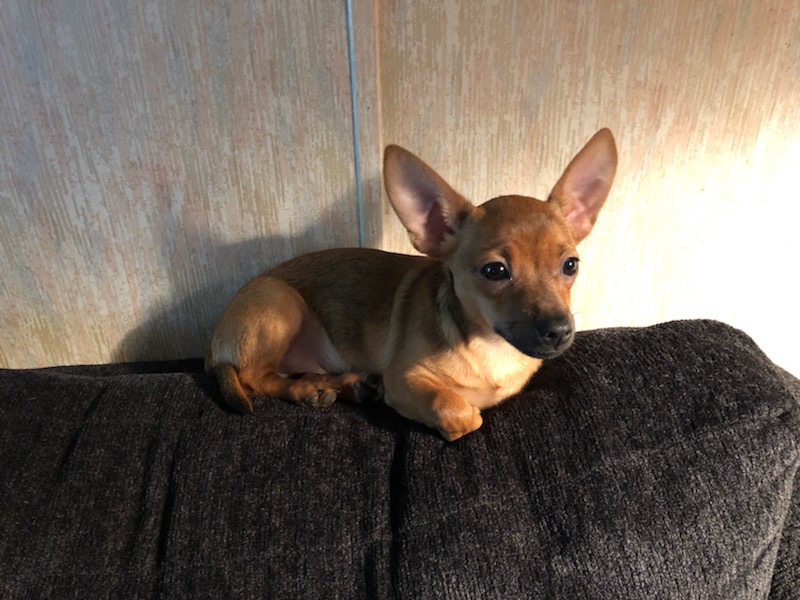 SchultzLeria's tweet photo. @LauraCummingArt @clotpole2020 So sorry you are I'll.  Love and prayers to you.  This is my baby boy, Loki.  I hope it cheers you up a little.🙏🙏🙏❤❤❤ https://t.co/outNty2ozG