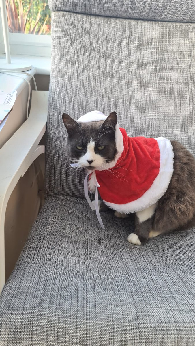 Ho ho meow 🎅😾😂