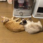 ストーブに近づきたい猫たちと離したい人間の闘い!勝つのは？