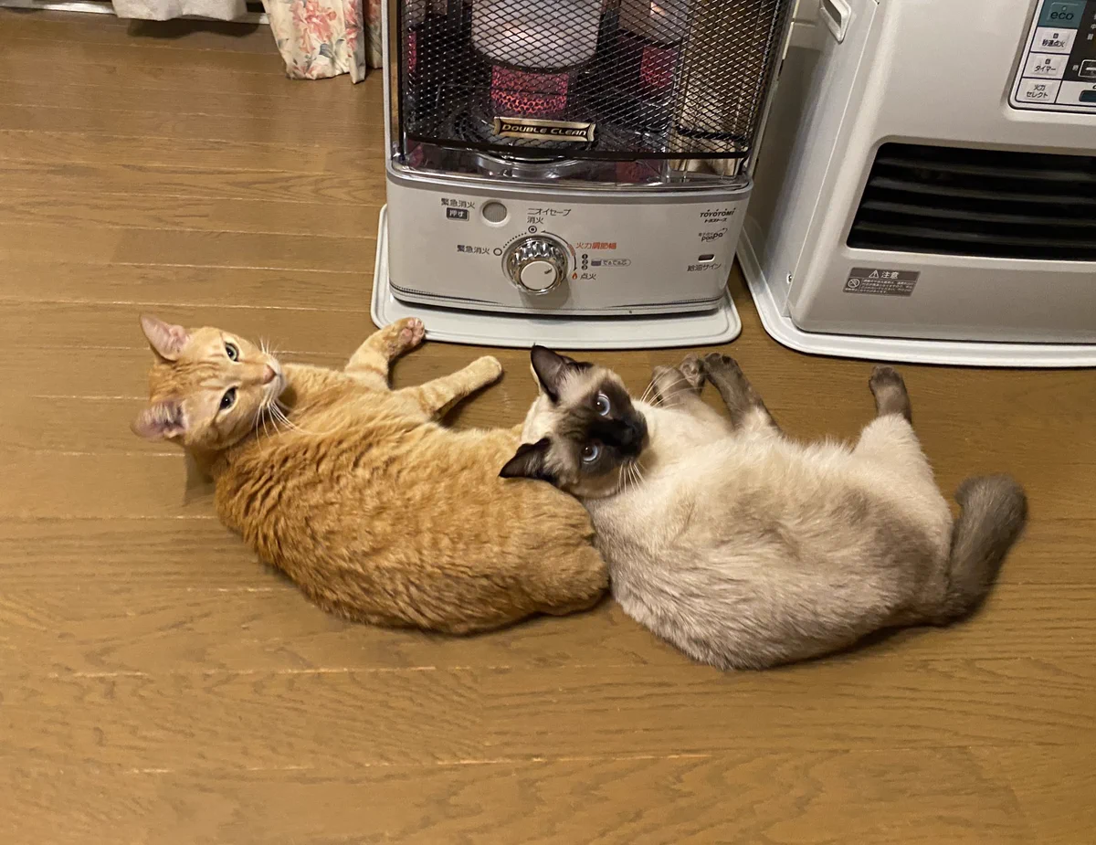 ストーブに近づきたい猫たちと離したい人間の闘い！勝つのは？