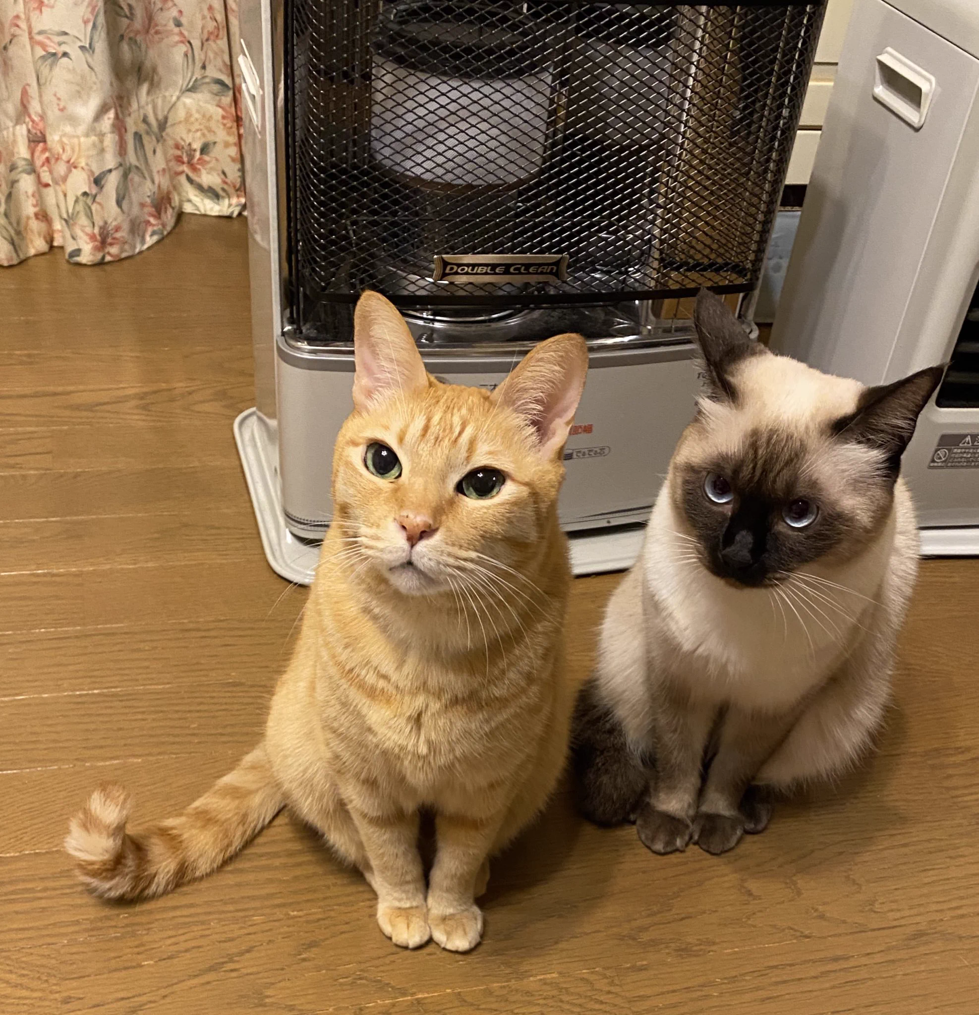 ストーブに近づきたい猫たちと離したい人間の闘い！勝つのは？